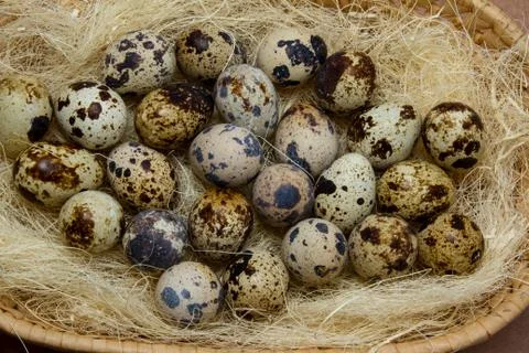 Easter egg Stock Photos