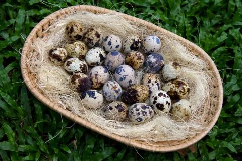 Easter egg Stock Photos