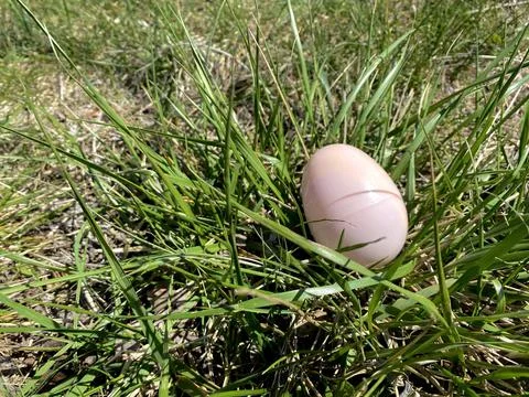 Easter Egg Foto stock