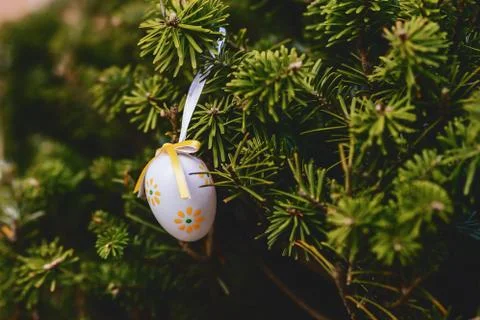 Easter egg on pine branch Stock Photos