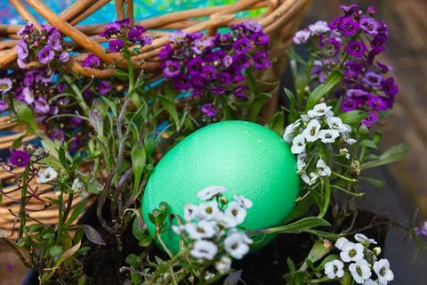 An easter egg placed in candy tuft leaves and blooms Foto stock