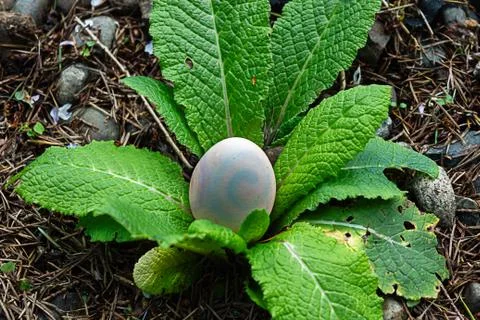 An easter egg placed in center of primrose leaves in garden Stock Photos