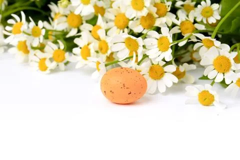 Easter egg on spring background daisy with blurred focus Stock Photos