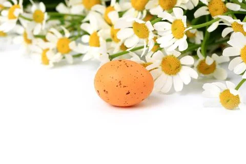 Easter egg on spring background daisy with blurred focus Stock Photos