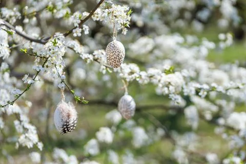 Easter egg trio on blossoming tree branch in spring Stock Photos