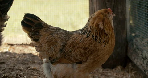 Easter Egger Chickens and Hens Stock Footage 134488906