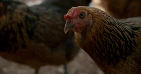 Easter Egger Chickens and Hens Stock Footage 134489273