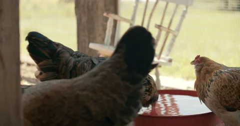 Easter Egger Chickens and Hens Stock Footage 134490367