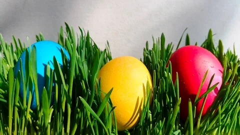 Easter eggs among fresh green grass Stock Footage 105668249