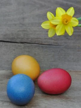 Easter eggs and daffodil Stock Photos