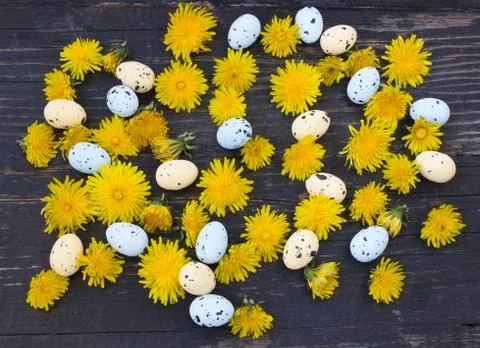Easter eggs and dandelion Stock Photos