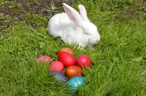 Easter eggs and the easter bunny on grass Stock Photos