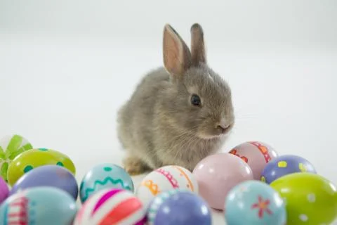 Easter eggs and Easter bunny 写真素材