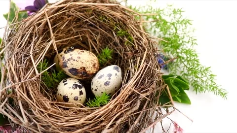 Easter eggs and spring flowers in nest  isolated on white background Stock Footage 300213439