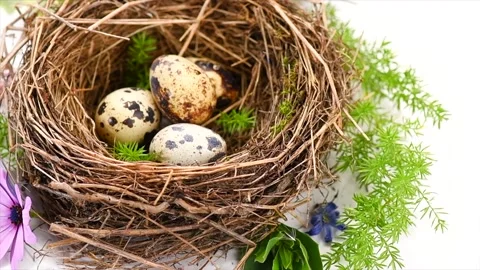Easter eggs and spring flowers in nest  isolated on white. Beautiful quail eggs Stock Footage 300499105