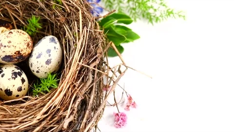 Easter eggs and spring flowers in nest  isolated on white background Stock Footage 303726587