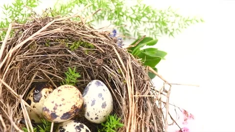 Easter eggs and spring flowers in nest  isolated on white background Video stock 343737374
