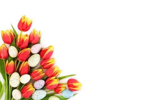 Easter Eggs and Spring Tulip Flower Floral Background Stock Photos