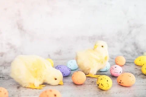 Easter eggs and toy chicks on a gray background. Stock Photos