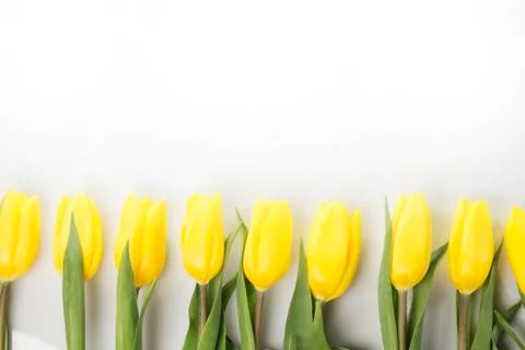 Easter eggs and tulips on colorful background, place for typography Stock Photos