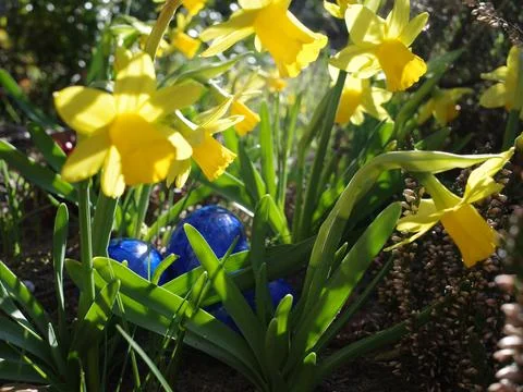 Easter eggs between daffodils Stock Photos