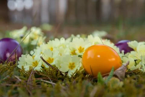 Easter eggs between flowers in the grass Stock Photos