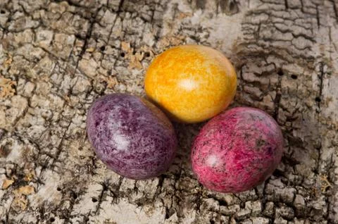Easter eggs on the birch bark Stock Photos