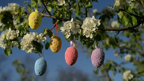 Easter eggs on the blooming apple branch Stock Footage 105129012