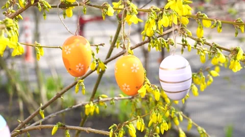 Easter eggs on the branches of blooming forsythia Stock Footage 238809442