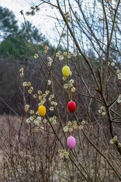 Easter Eggs on Branches of a Blossoming Willow Tree, further view Stock Photos