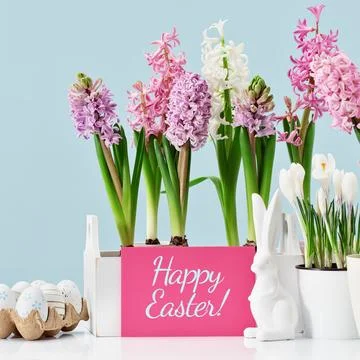 Easter eggs bunny with many spring flower pots on blue with card Stock Photos