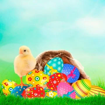 Easter Eggs in canvas sack and chicken on spring backgroubd Stock Photos
