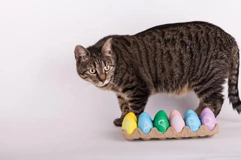 Easter eggs in a carton with cute kitty cat Stock Photos