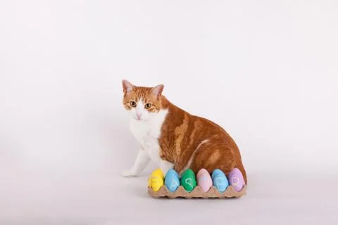 Easter eggs with a cat sitting up looking at camera Stock Photos