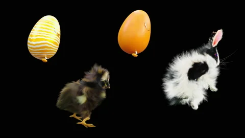 Easter, eggs, chick, rabbit, with Alpha matte. Stock Footage 170445668