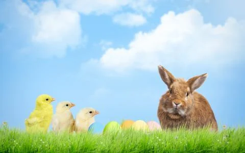 Easter eggs, chickens and rabbit. Sky, grass Stock Photos