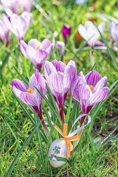 Easter eggs with crocus flowers. Stock Photos
