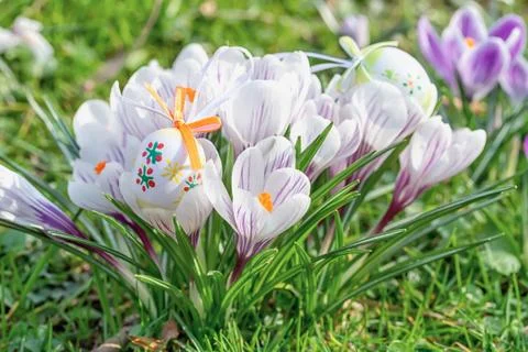 Easter eggs with crocus flowers. Foto stock