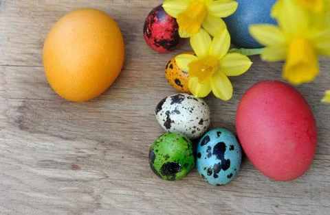Easter eggs with daffodils Stock Photos