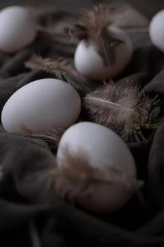 Easter eggs in dark mood concept light on black textile background with bird Stock Photos