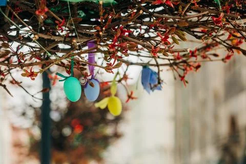 Easter eggs decorated on tree for Easter holiday celebration, Poland, Europe. Stock Photos
