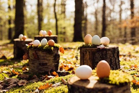 Easter eggs displayed on mossy tree stumps in a sunlit forest setting Stock Photos