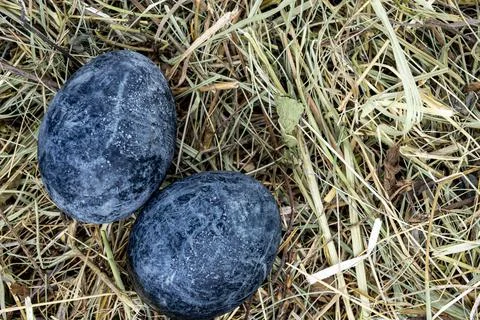Easter eggs in dry grass close up Stock Photos
