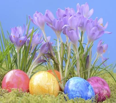 Easter eggs, Easter egg, eggs, Easter, crocus, crocuses, tradition, traditional, Stock Photos