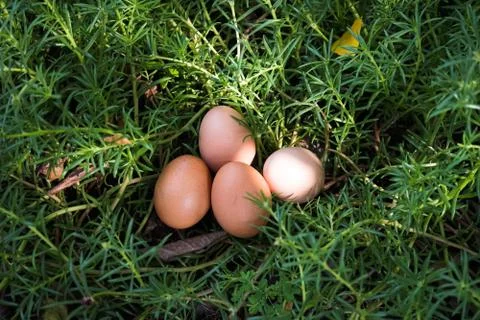 Easter eggs, eggs in the grass with sunlight. Stock Photos