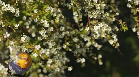 Easter Eggs On Flowering Bush Stock Footage 50613616