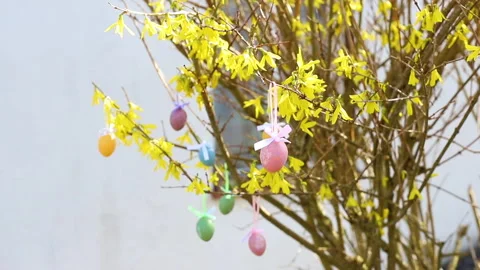 Easter eggs on a flowering tree. Easter holiday in Germany Stock Footage 270206168