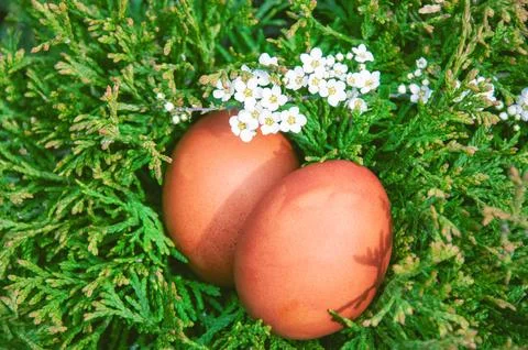 Easter eggs with flowers on green juniper. Happy Easter concept. Stock Photos