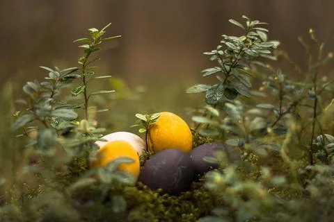 Easter eggs in the forest	  Stock Photos