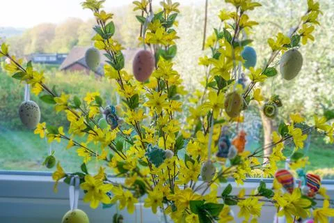 Easter eggs at a forsythia Stock Photos